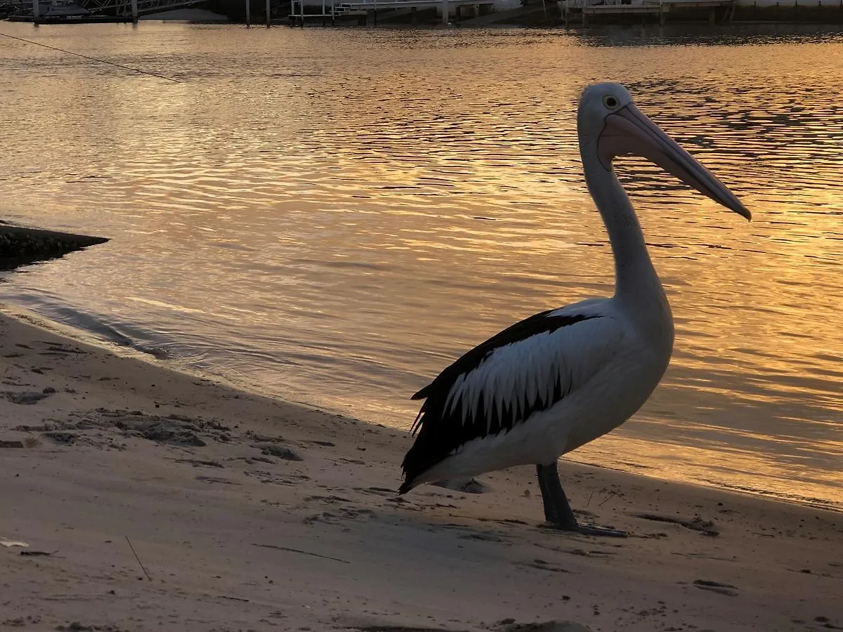 Pelican Cove Apartments Gold Coast
